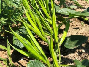 294628246 2005618149635896 3741391603952855712 n 1024x1024@2x