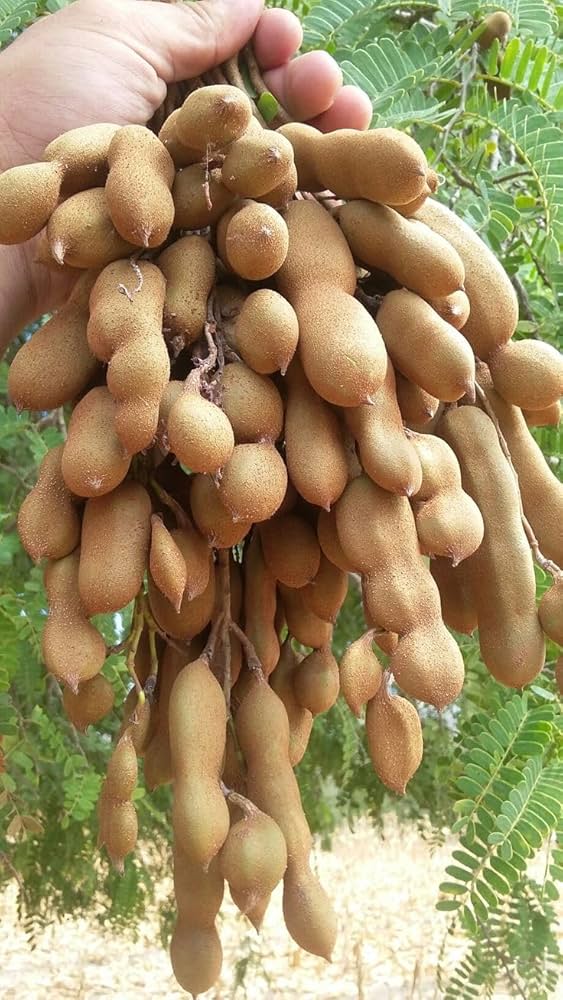 71V9keYZjpL. AC UF1000,1000 QL80