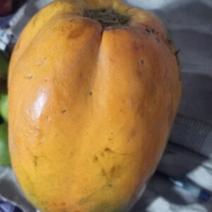 Papaya