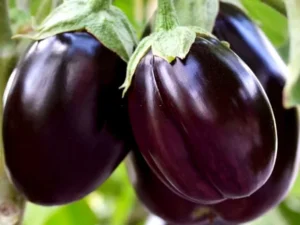brinjal1