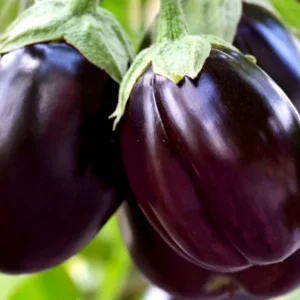 brinjal1