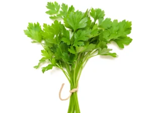 coriander leaves