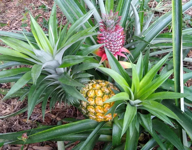 img 20200824 181731760 1