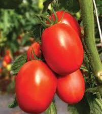 images 2025 11 04T175332.796